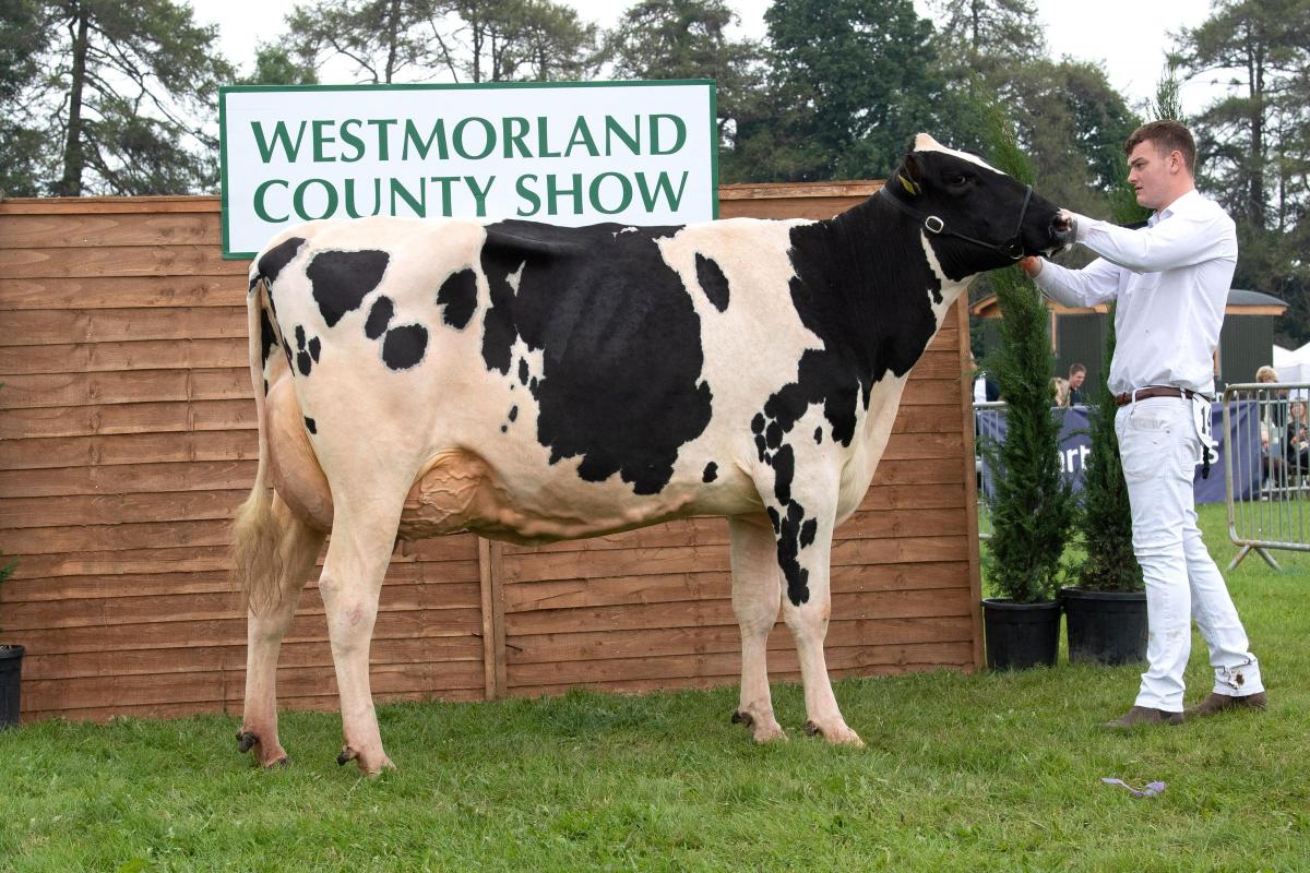 Overall dairy champion was the Holstein from David and William Booth Ref:RH090921066  Rob Haining / The Scottish Farmer...