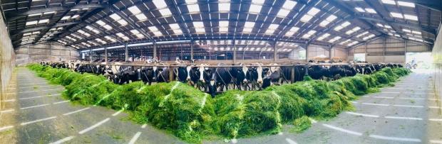 The Scottish Farmer: Cows are fed zero grazed grass from April to October – and here's an unusual wide angle view of the feed passage