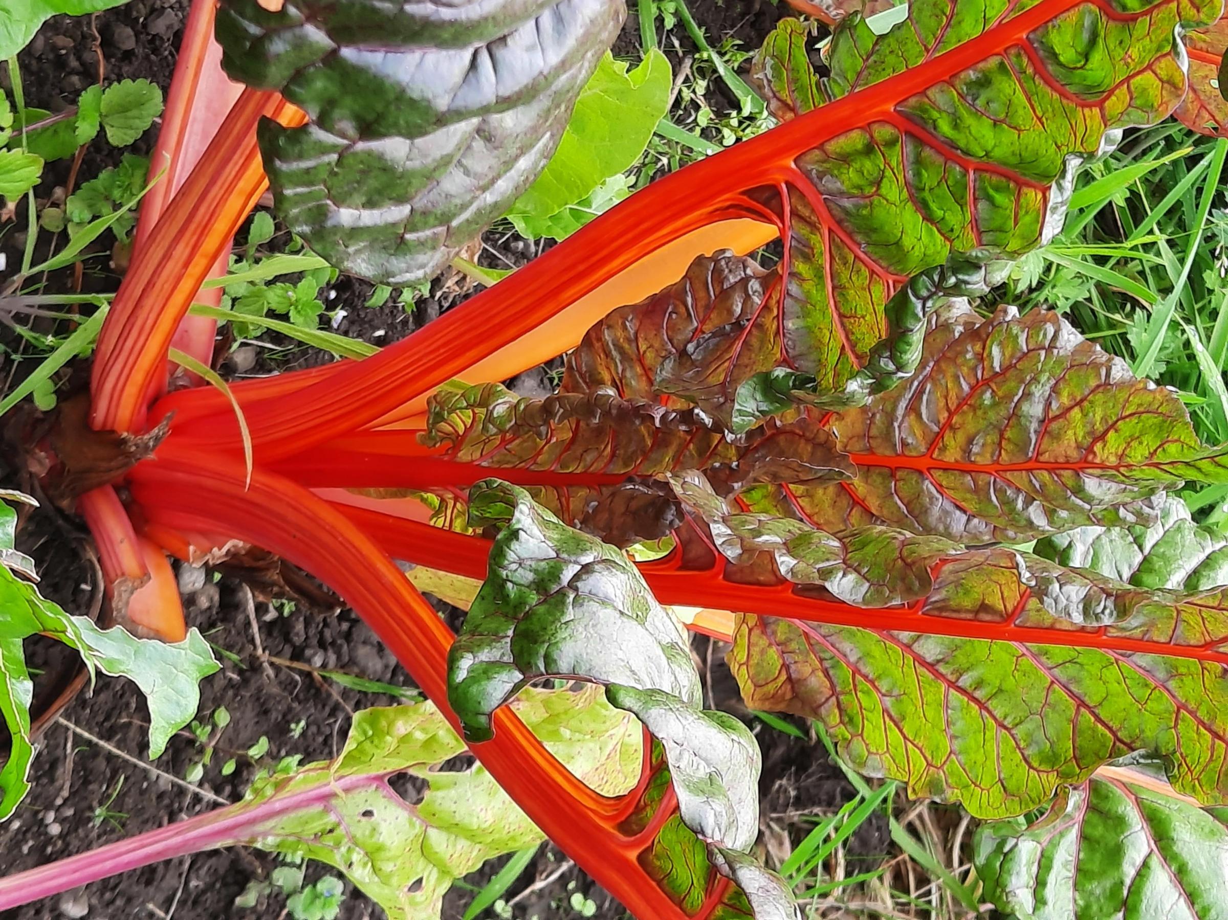 Swiss Chard has performed really well this summer and is ideal for cooking and even salads