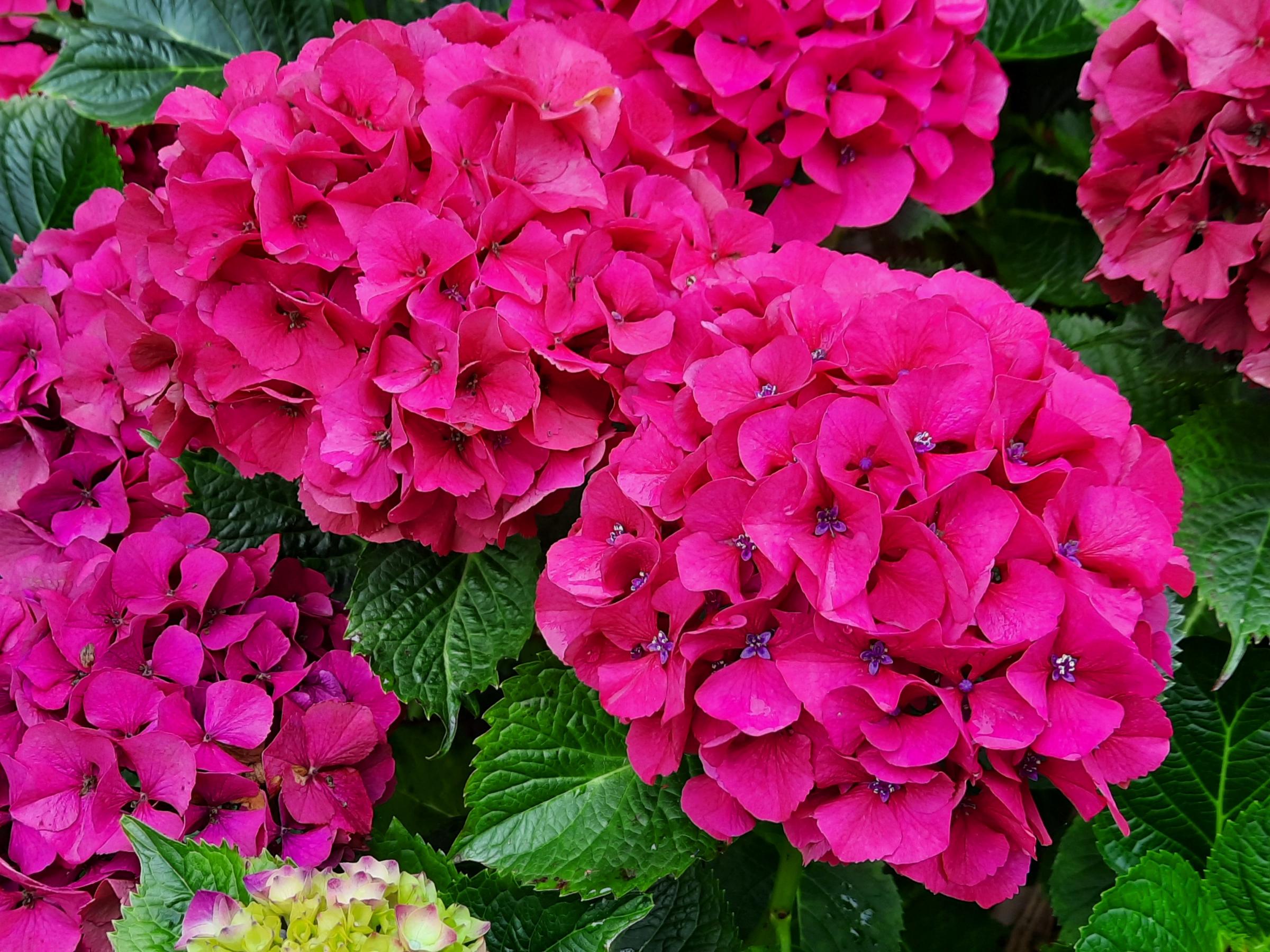 Hydrangea Masja provides reliable flowers for late summer