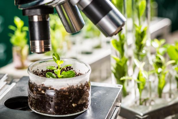 UK scientists are keen to exploit new methods of plant breeding