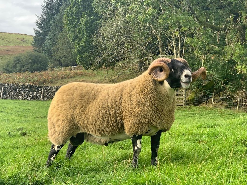 Colin McClymonts Cuil shearling ram made £10,000