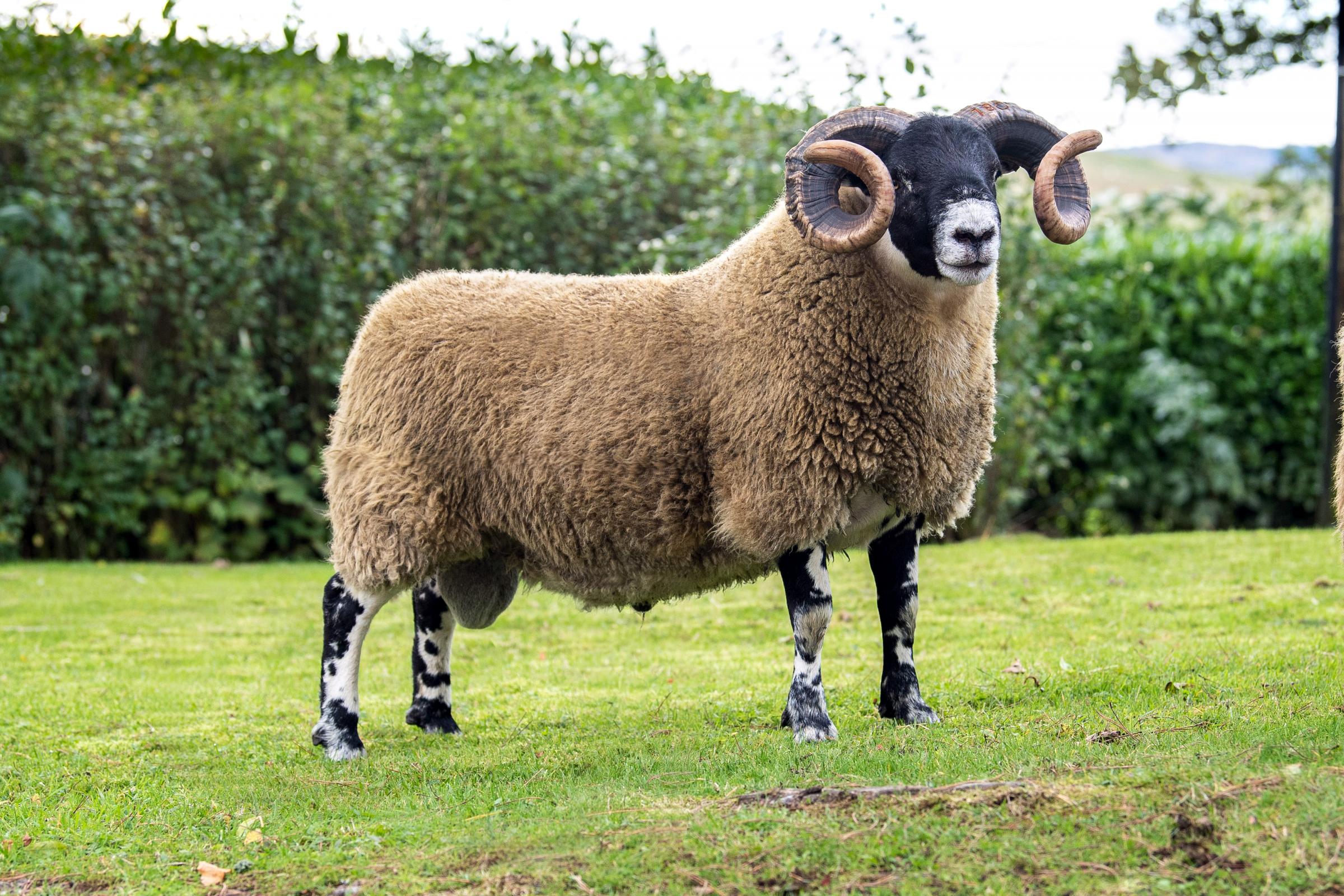 Colin McClymont sold his Cuil shearling for £9000 Ref:RH051021119 Rob Haining / The Scottish Farmer...