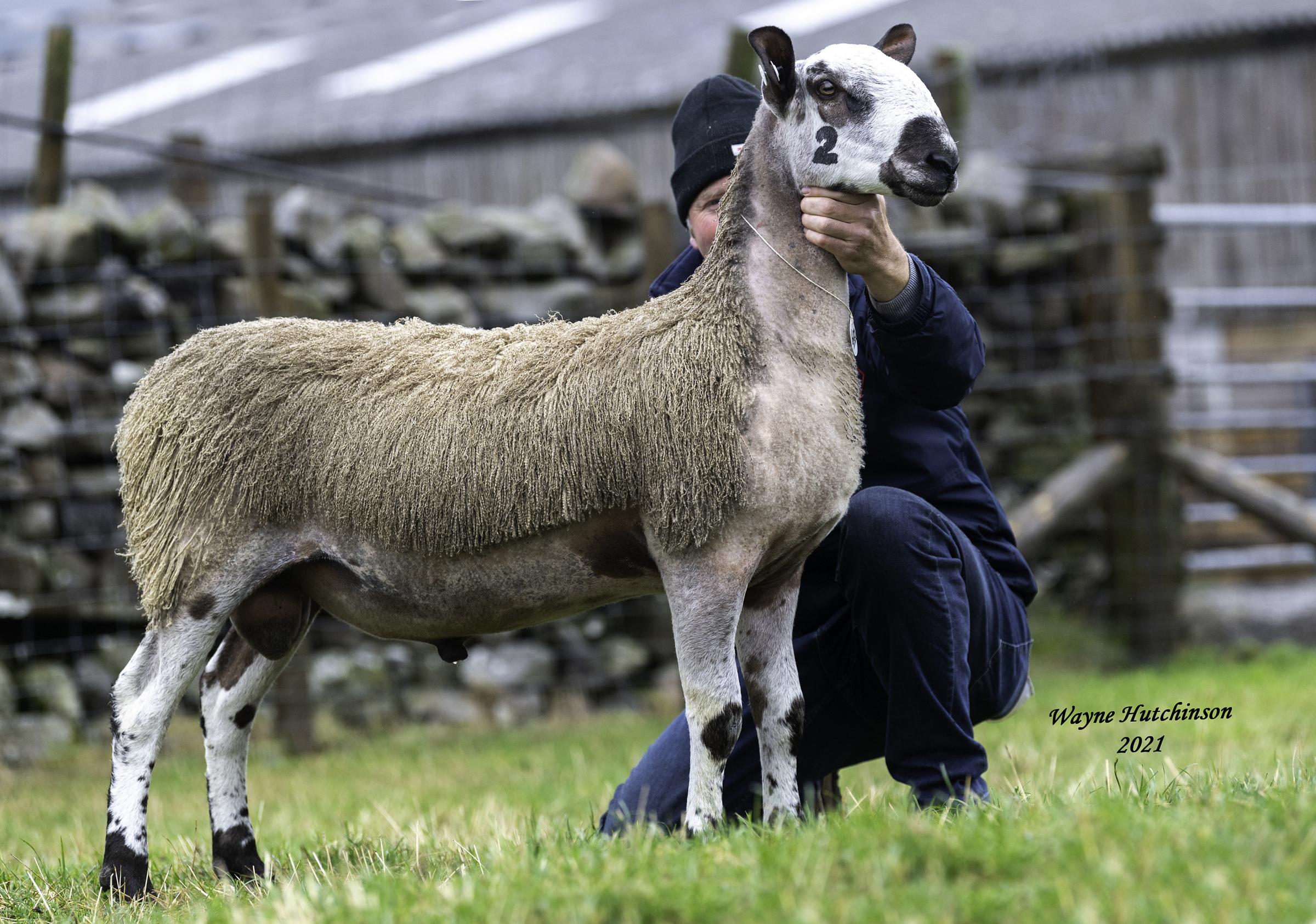 A second lamb from the Porters Riddings flock made £23,000
