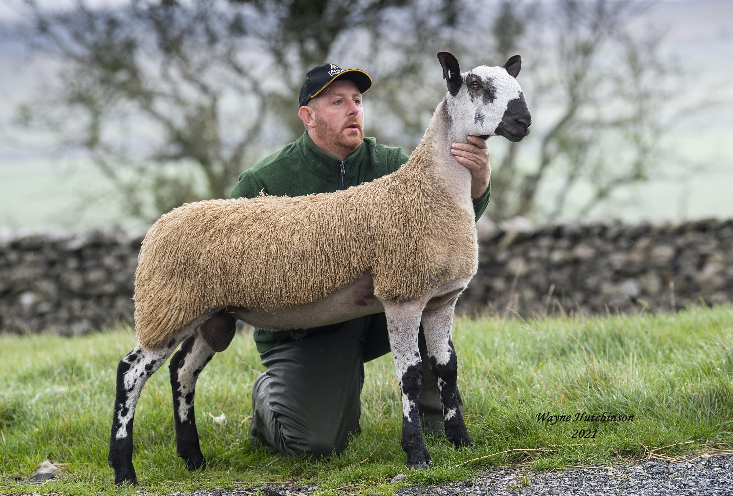 Thornborrows P4 lamb sold for £16,000