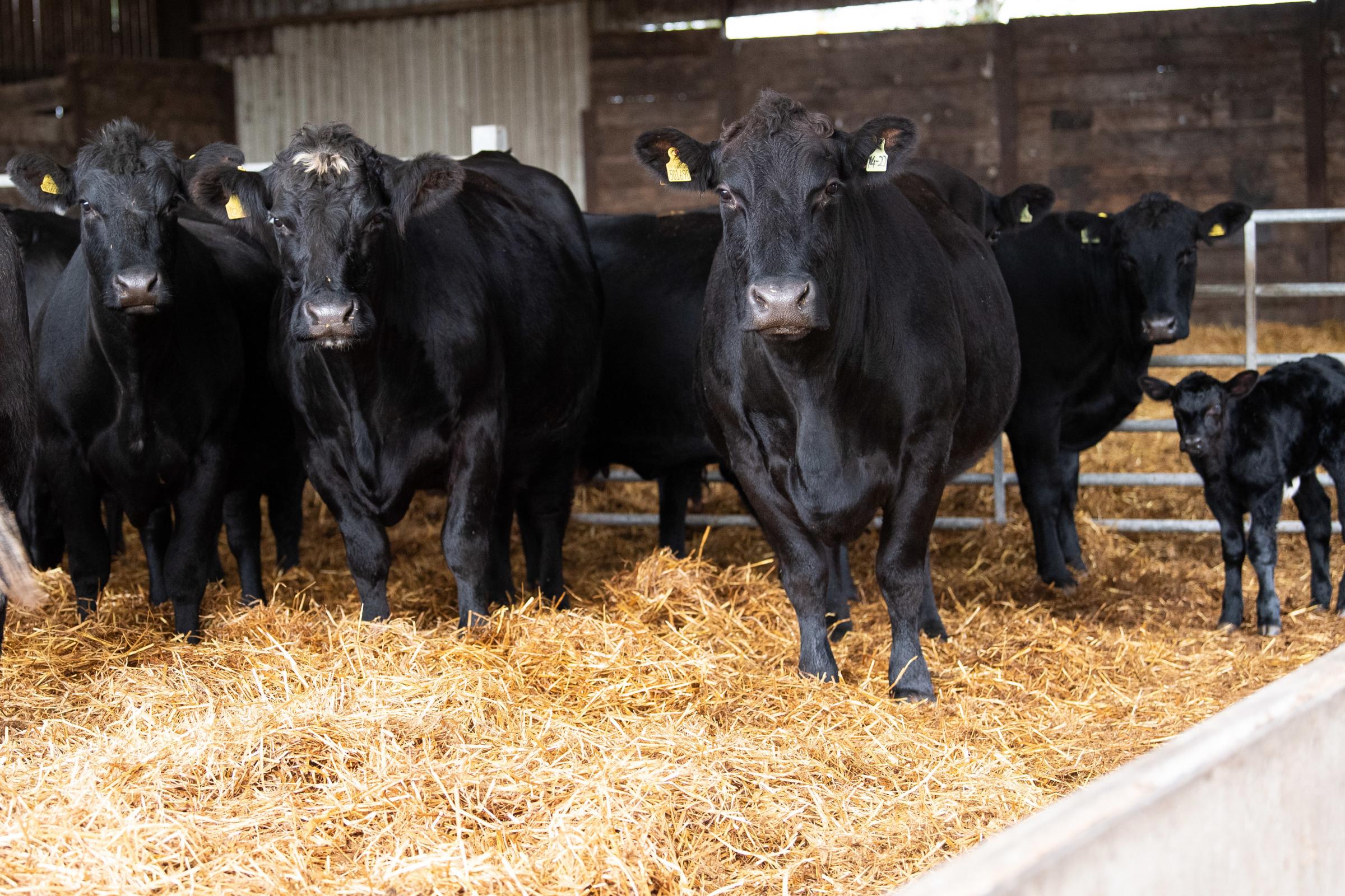 cows which are in the autumn calving block start calving from the first of September Ref:RH230921025 Rob Haining / The Scottish Farmer...