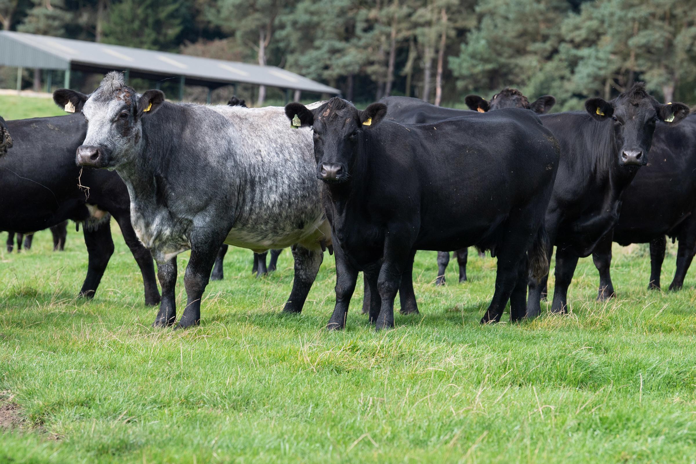 the herd is run commercially and Aberdeen Angus bulls are used to provide good calves that finish well from grass Ref:RH230921036 Rob Haining / The Scottish Farmer...