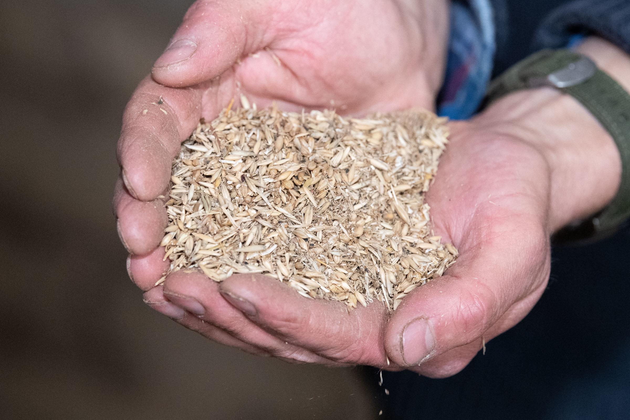 After the grain is dress the waste is fed to the cows in a TMR mix to add more fibre to the diet Ref:RH230921027 Rob Haining / The Scottish Farmer...