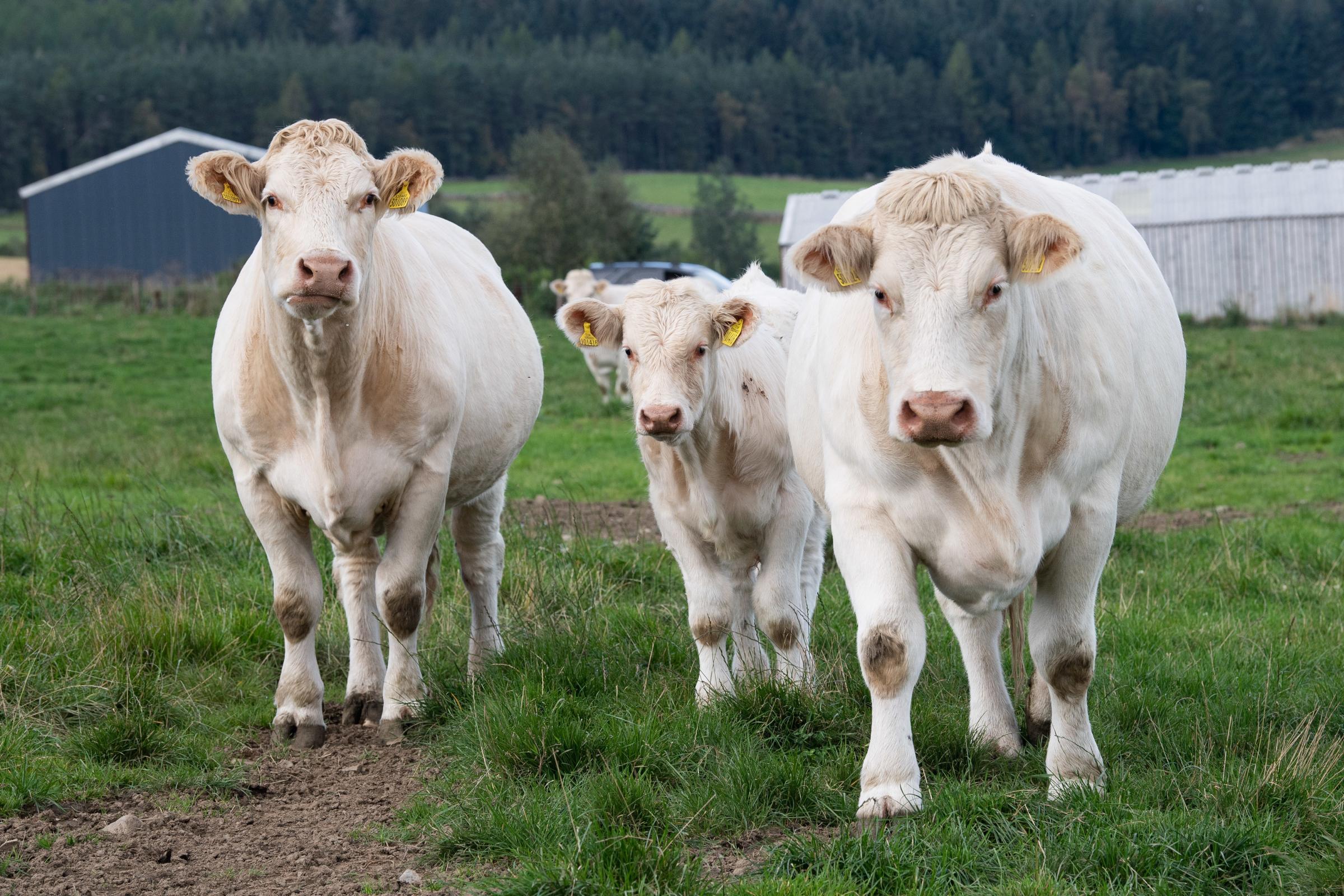 The Milnes have beem breeding Charolais cattle since 1997, being good mothers and plenty of milk they fit the system at Glenernan Ref:RH240921094 Rob Haining / The Scottish Farmer...