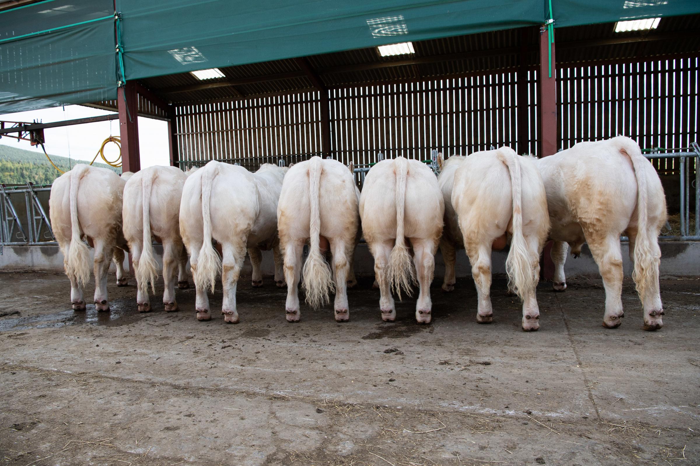 2020 batch of Glenernan bulls for sale (L-R) RUNAROUND, ROMAN, ROMEO, ROLO, RAMBO, ROD and ROCKET. Rocket is for sale privately and the rest are bound for Stirling Ref:RH240921083 Rob Haining / The Scottish Farmer...