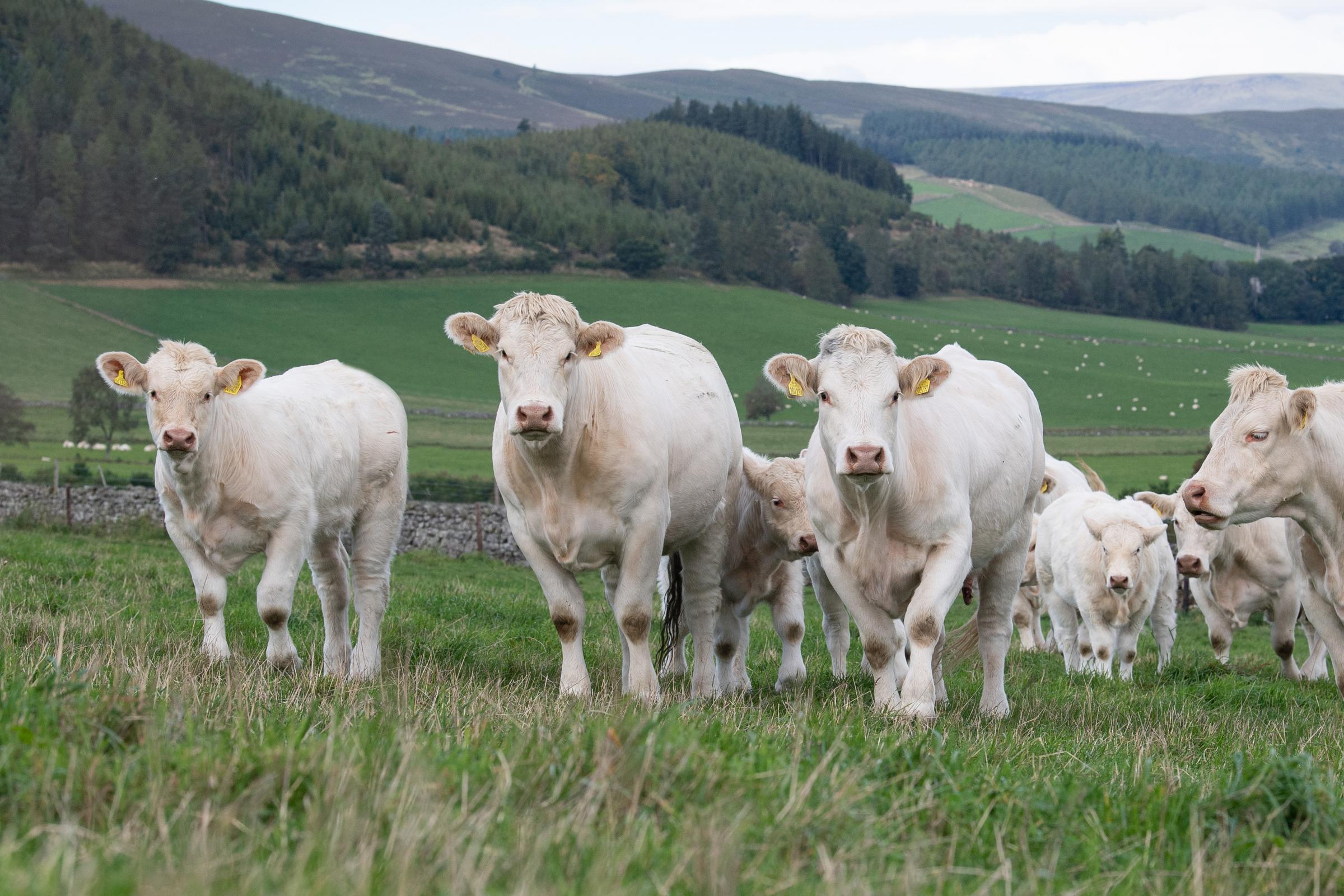 Glenernan cows are heifer out at the grass at Meikle Tolly Ref:RH240921109 Rob Haining / The Scottish Farmer...