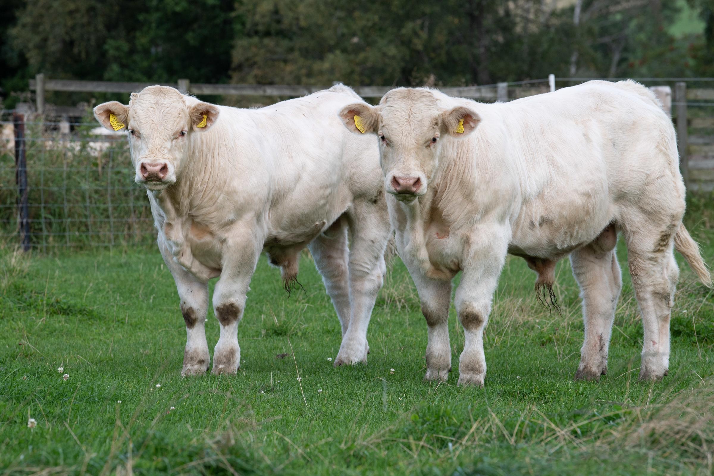 January born bull calves Sprinter and Samson looking good out at grass Ref:RH240921090 Rob Haining / The Scottish Farmer...