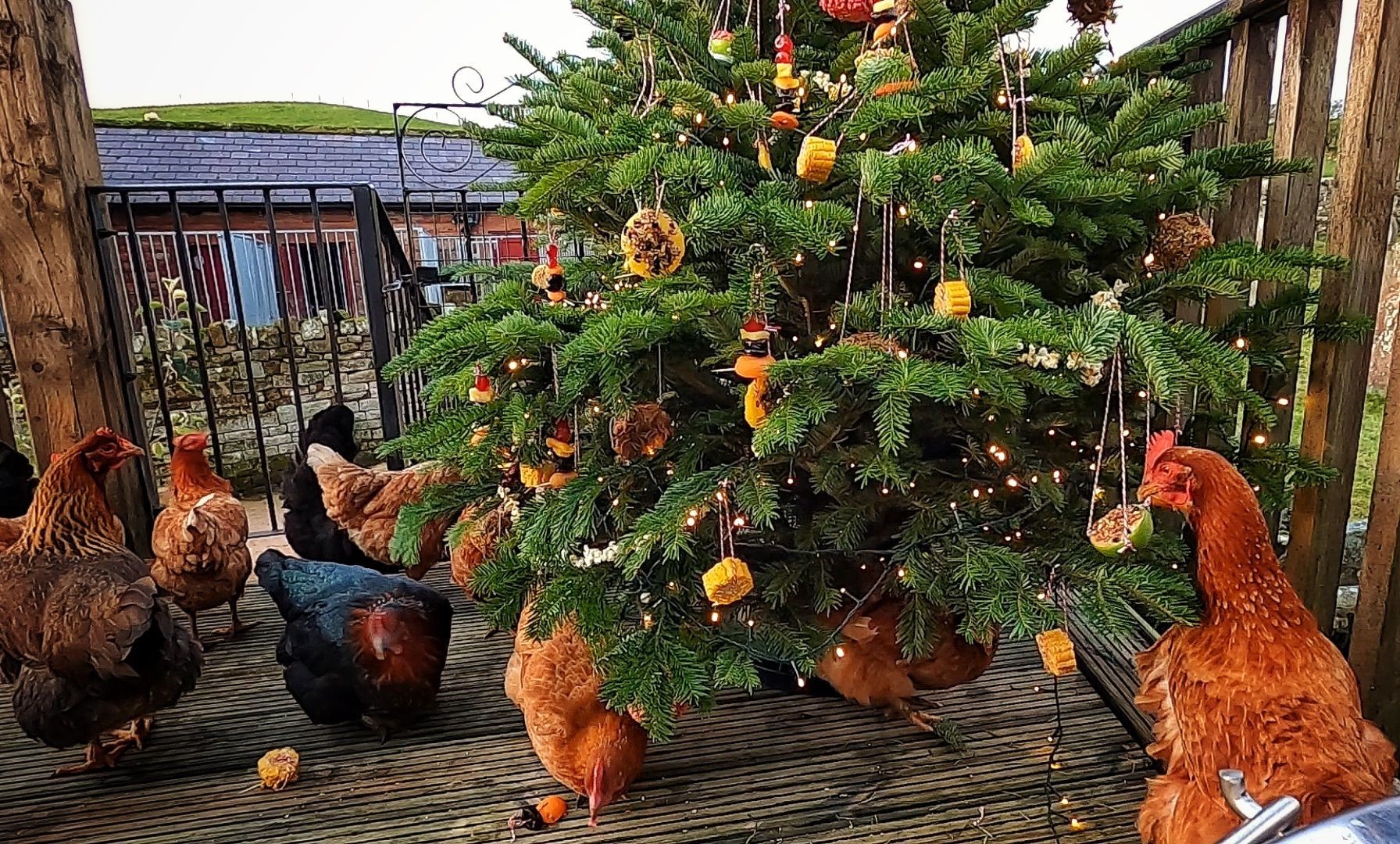 Hannah Jacksons Christmas tree from last year - full of edible baubles for her chickens and wild birds