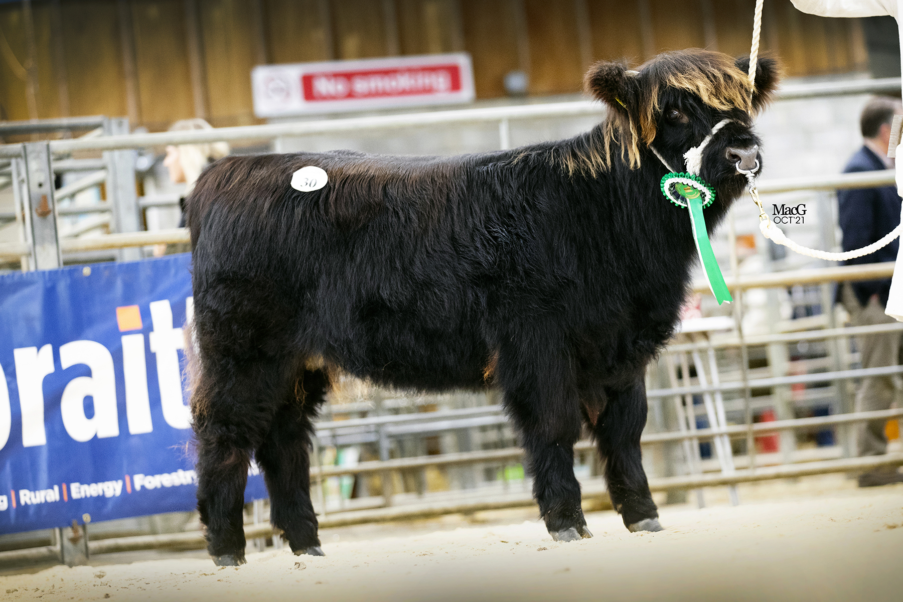 February-born Ila Dhubh 2 of Applecross heifer calf made 6700gns for the Applecross Trust