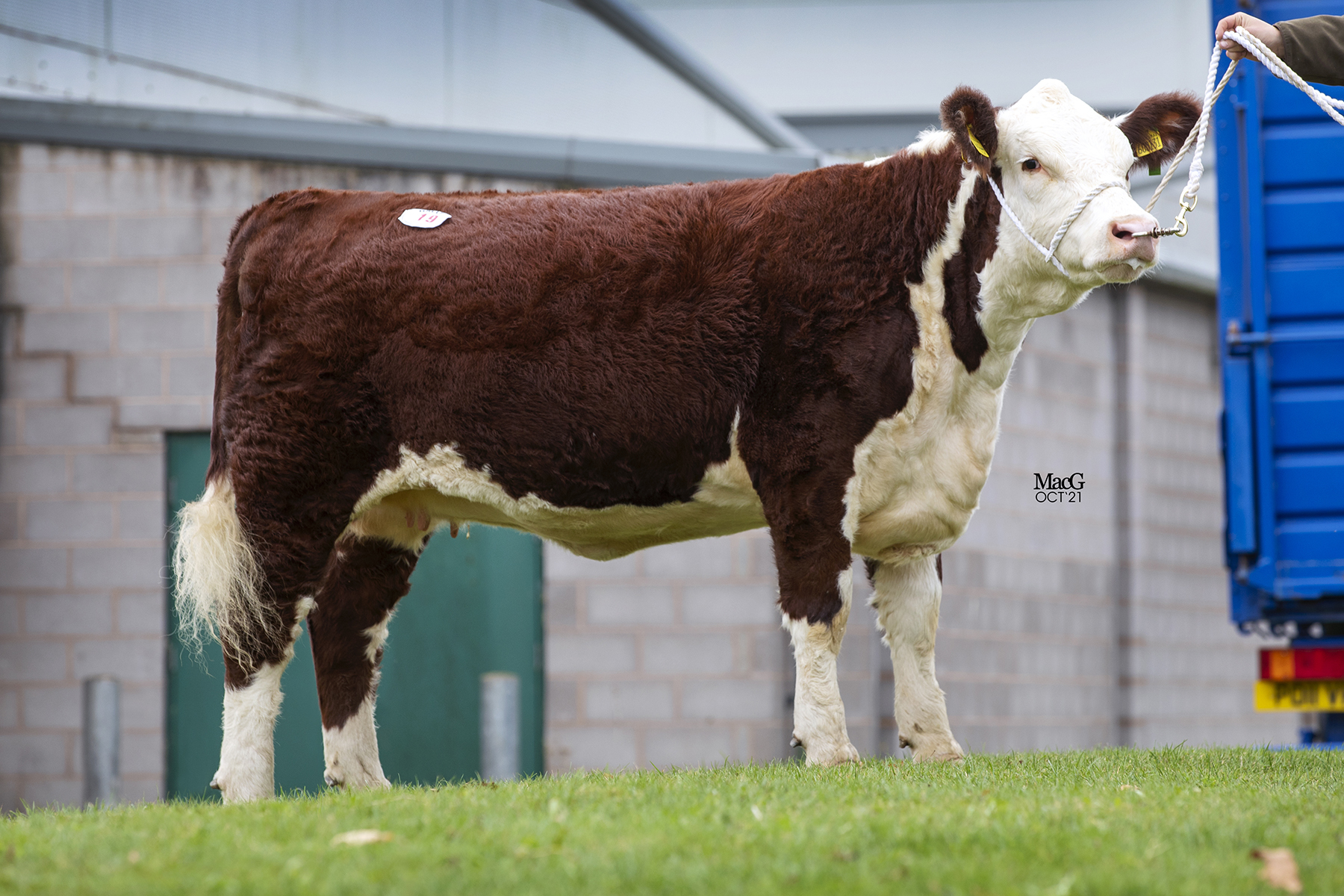 Moorside 1 New Dawn made 5500gns to Pertshire breeder, Iain Wilkinson
