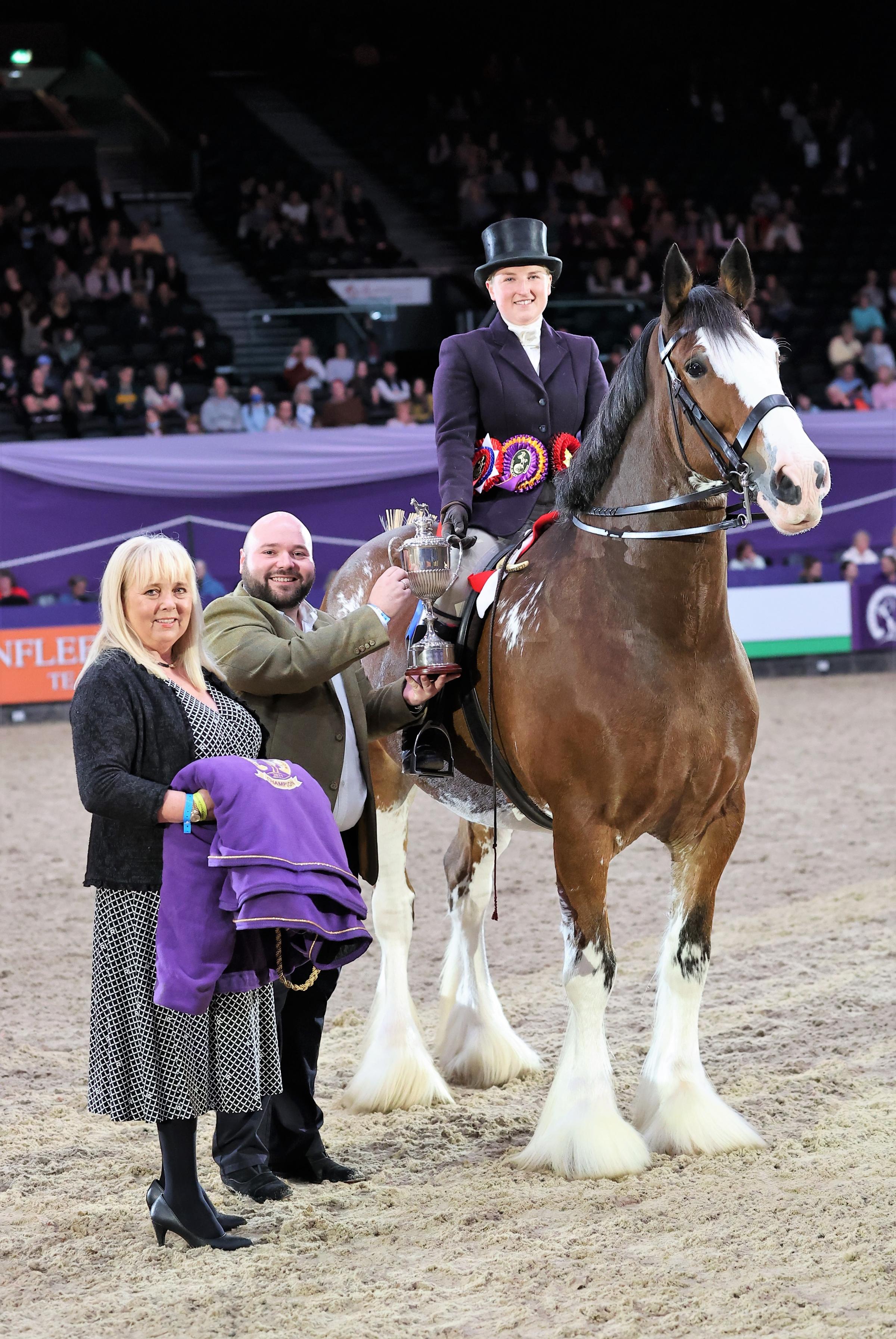 John and Margo McIntyres nine-year-old bay Clydesdale mare, Glenside Matthew’s Flower of Scotland, brought a huge cheer in the ridden heavy horse section at HOYS, with the experienced Kirsty Aird on board