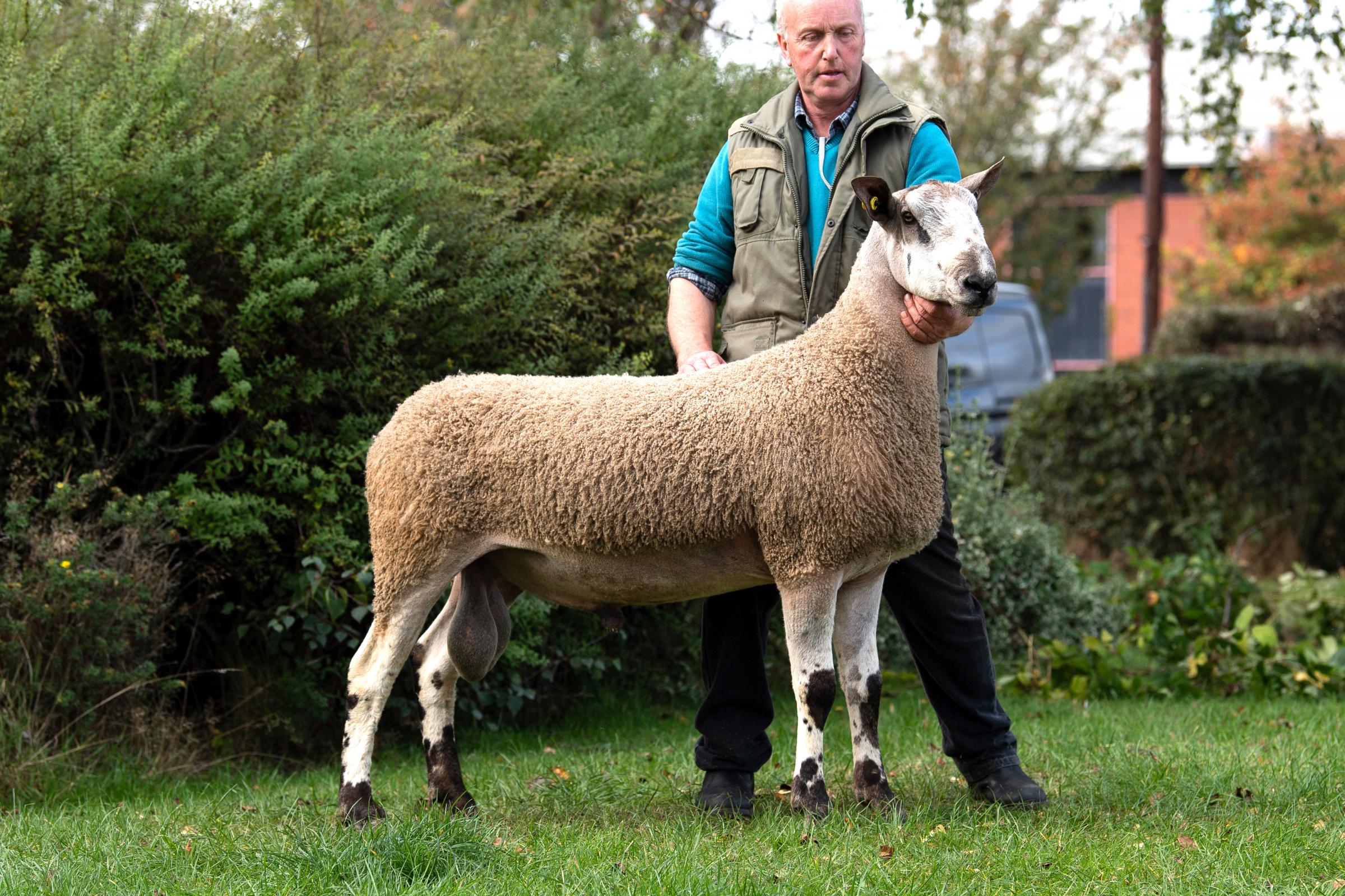 WH and DA Gass sold this Nunscleugh tup for£5000 Ref:RH081021035 Rob Haining / The Scottish Farmer...