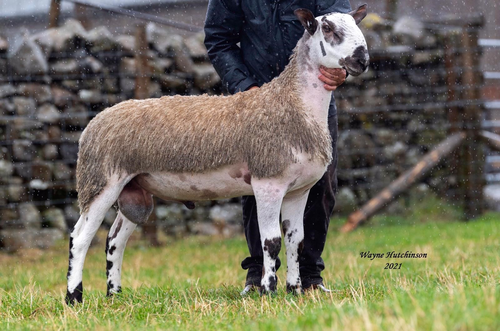 Sold at Hawes from Lord familys Hewgill flock at North Stainmore was this Bluefaced Leicester ram lamb which made £16,000 selling to four Scottish flocks - Farden, Ben Nevis, Dawyck and Macherquhat
