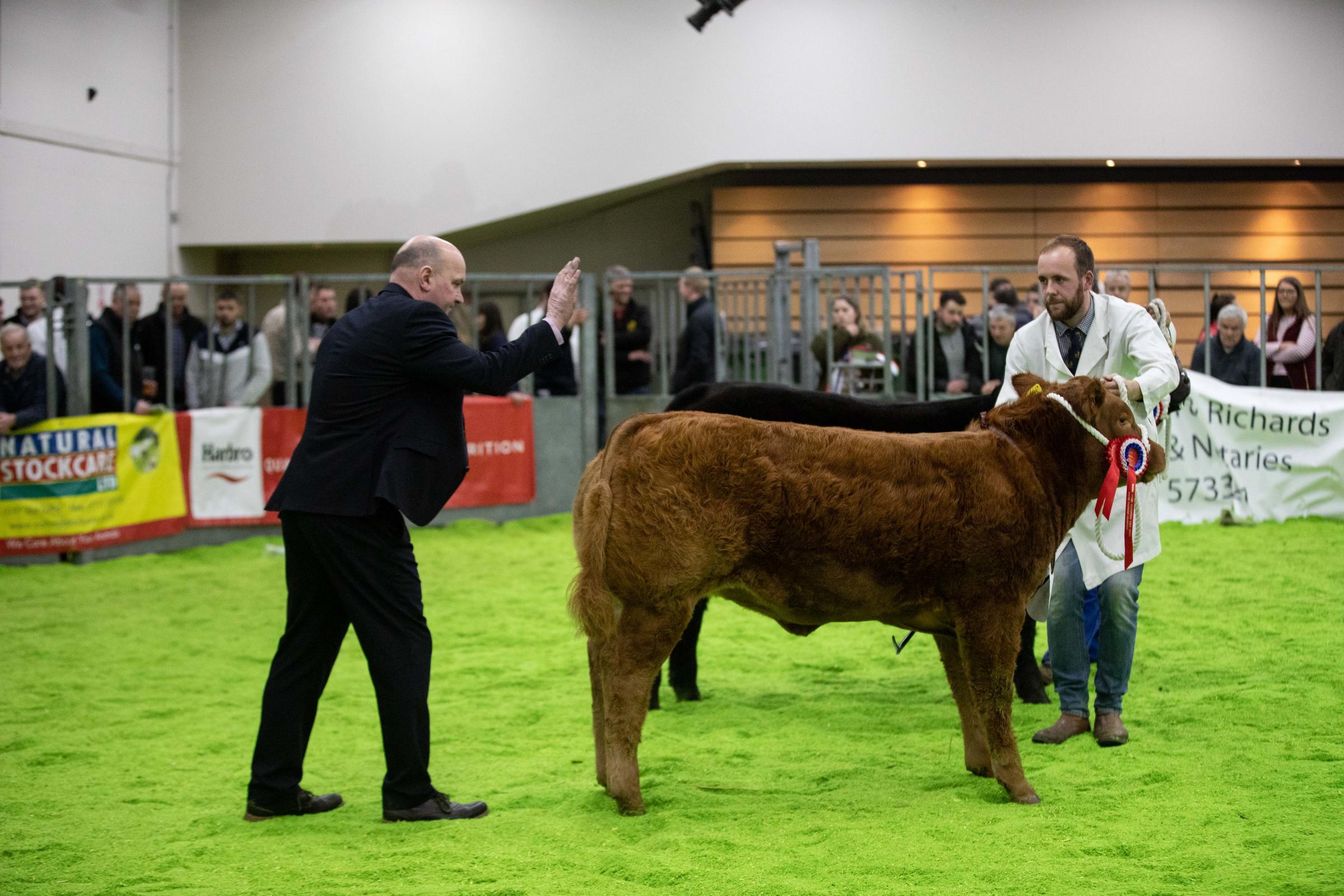 Michael Durno tapping out his champion at the Rising Stars Calf Show in 2019 Ref:EC2511192456