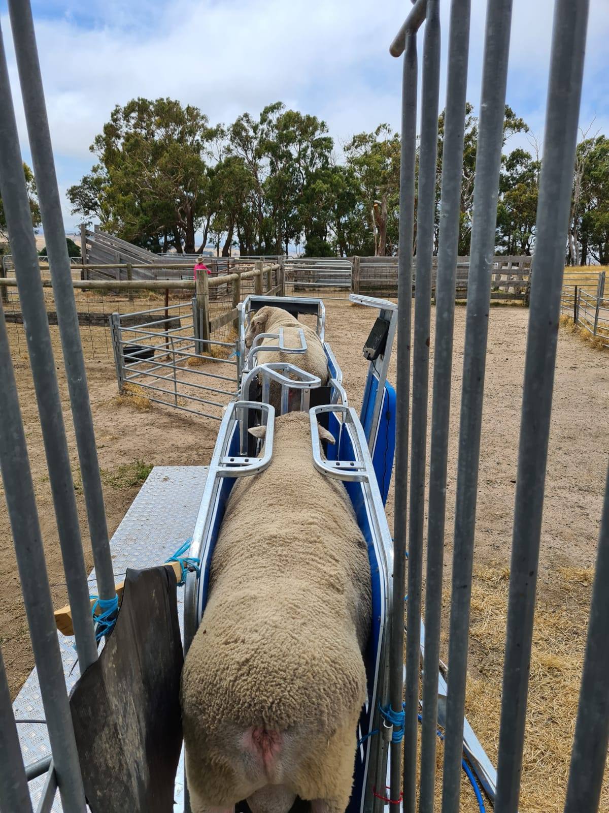 Equipment can be purchased to make sheep handling easier