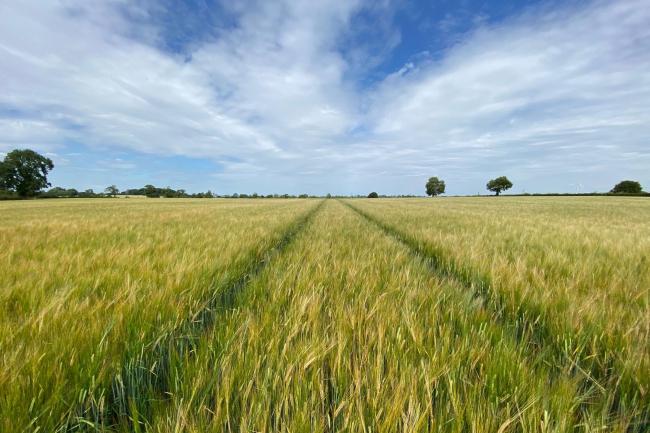 Top tips for high barley yields