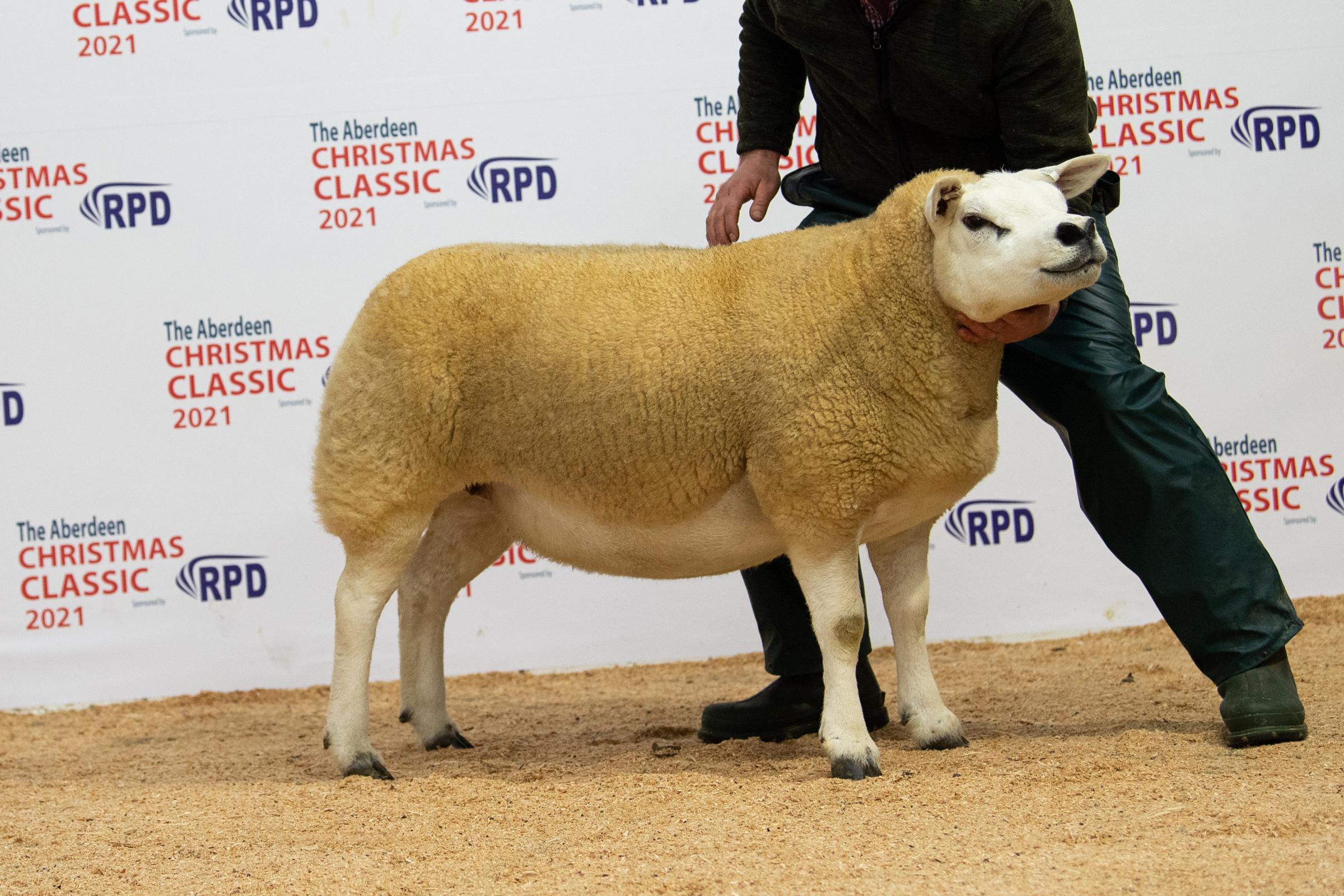 Champion Texel from Strathbogie sold for 2500gns Ref:RH291121116 Rob Haining / The Scottish Farmer...