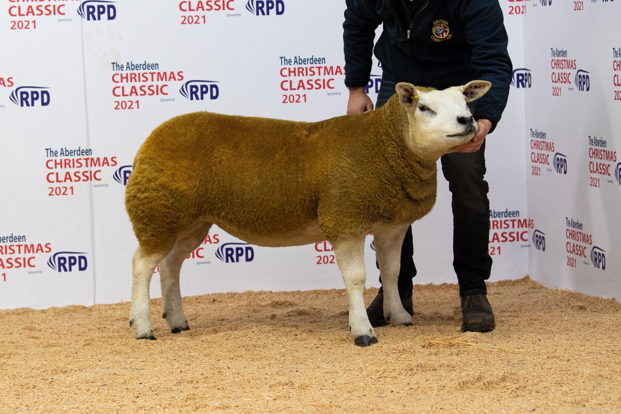 Best from Harestone at 2500gns was this Texel gimmer Ref:RH291121122 Rob Haining / The Scottish Farmer...