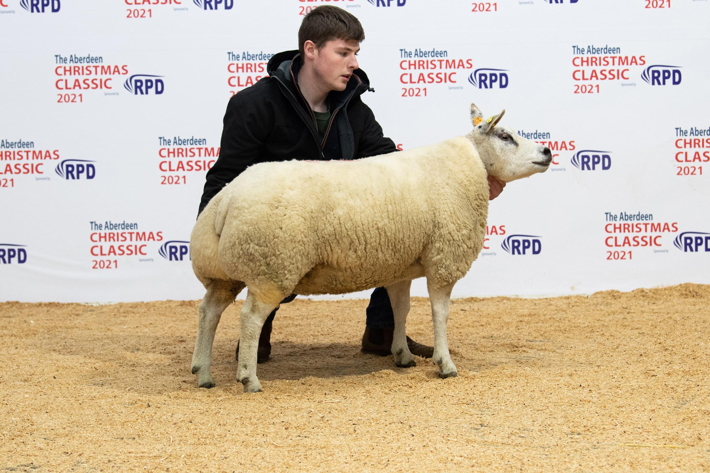 Grant Dinnie led the Beltex trade with his reserve winner selling at 1400gns Ref:RH291121128 Rob Haining / The Scottish Farmer...
