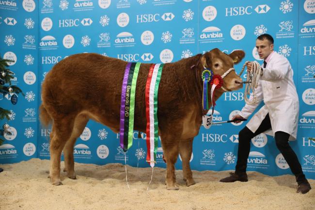 The overall reserve champion, Tidy Dancer from Hugh and Stewart Dunlop went on to realise £10,000