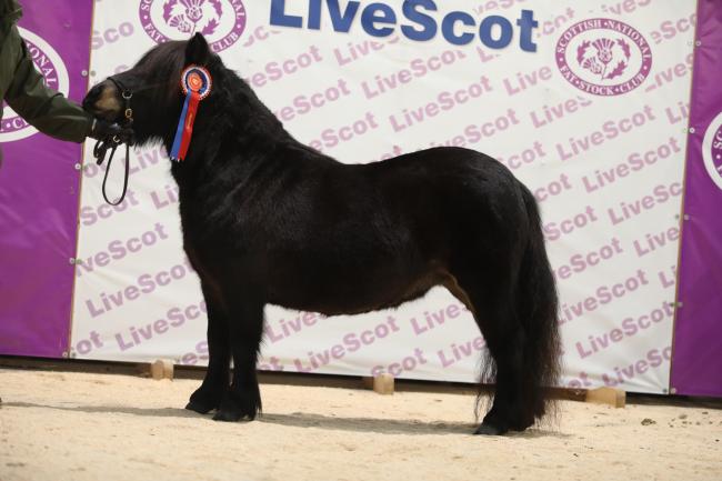 Shetland champion came from MH Barugh with their Birchmoor Simone
