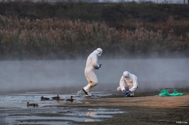 Suspect case of notifiable Avian Flu found in commercial duck premises (Photo: OIE Animal Health / J.Lee)