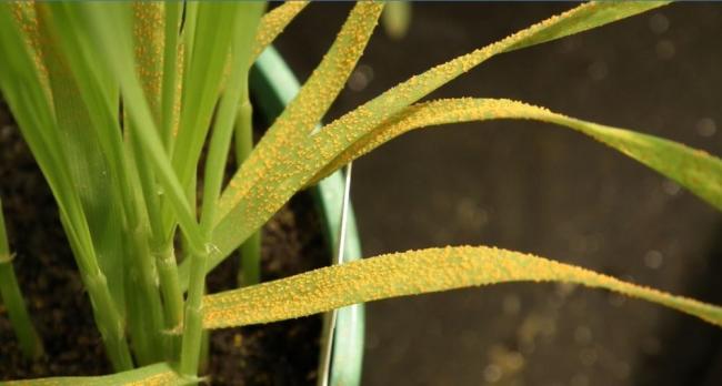 Seedling stage resistance to yellow rust has shown to be found in more than half of all RL varieties