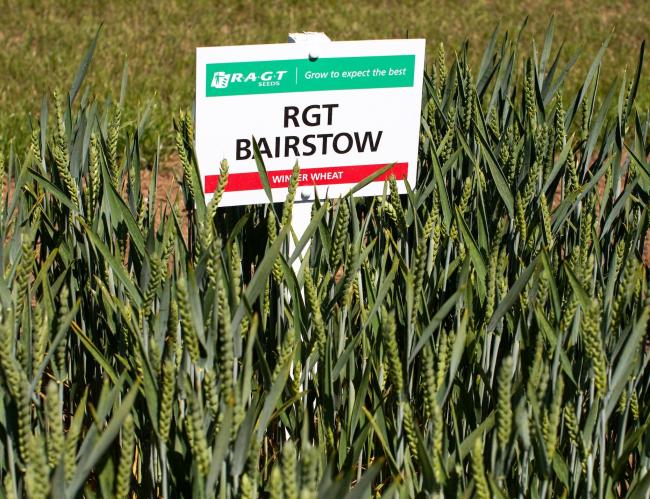 RGT Bairstow gave consistently high alcohol yields across all sites at below average nitrogen levels, more than consolidating its Positive NL1/2 rating