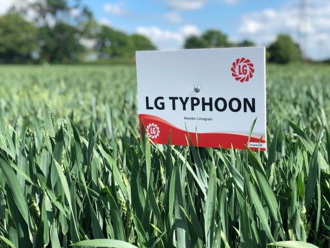 LF Typhoon hopes to blow away the opposition in the winter wheat market