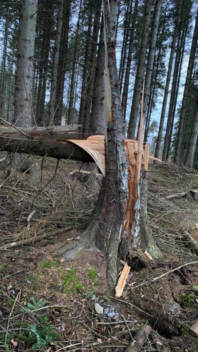 A TREE snapped by Storm Arwen (Pic: Ben Clinch)