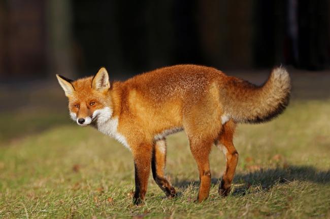 Scottish Land and Estates has warned that that effective control of fox populations is vital to Scotland’s farming businesses and wildlife