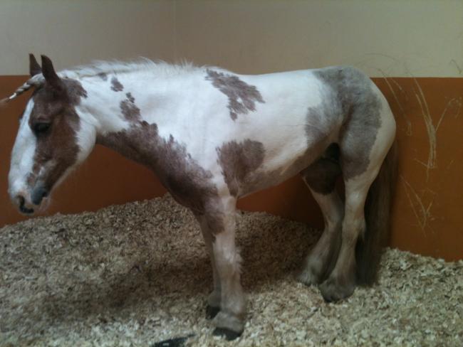 Equine Grass Sickness is a debilitating and frequently fatal disease of horses