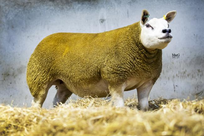 Usk Vale gimmer tops at 5500gns
