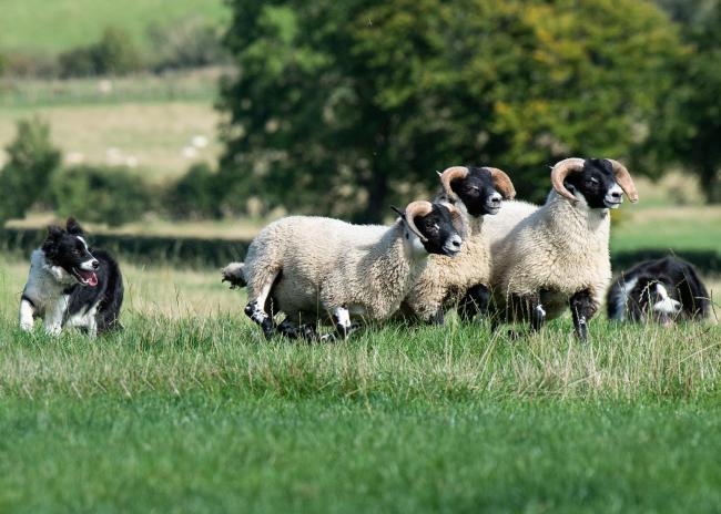All the latest sheepdog trial results from Sine Robertson  Ref:RH070921153  Rob Haining / The Scottish Farmer