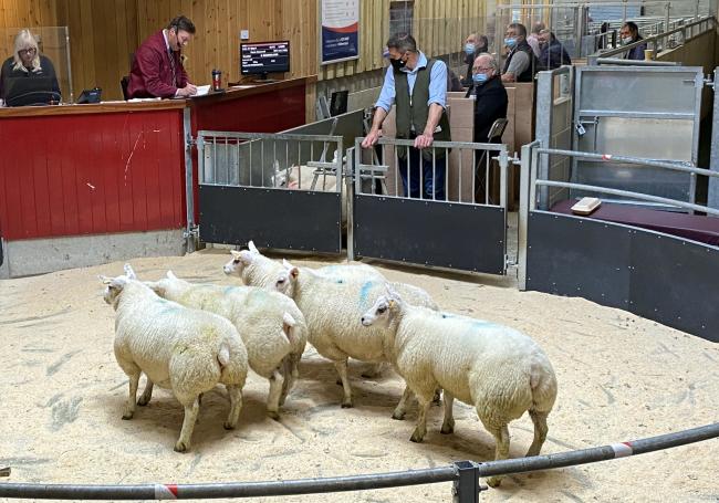 Prime lambs met a strong trade on Monday