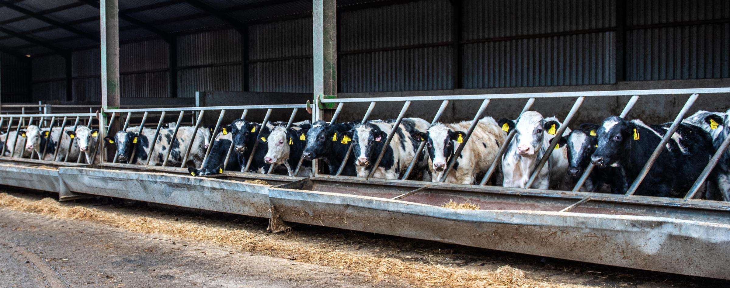 The dairy-bred bought in calves are aimed at maximising the use of shed space at Barrock End