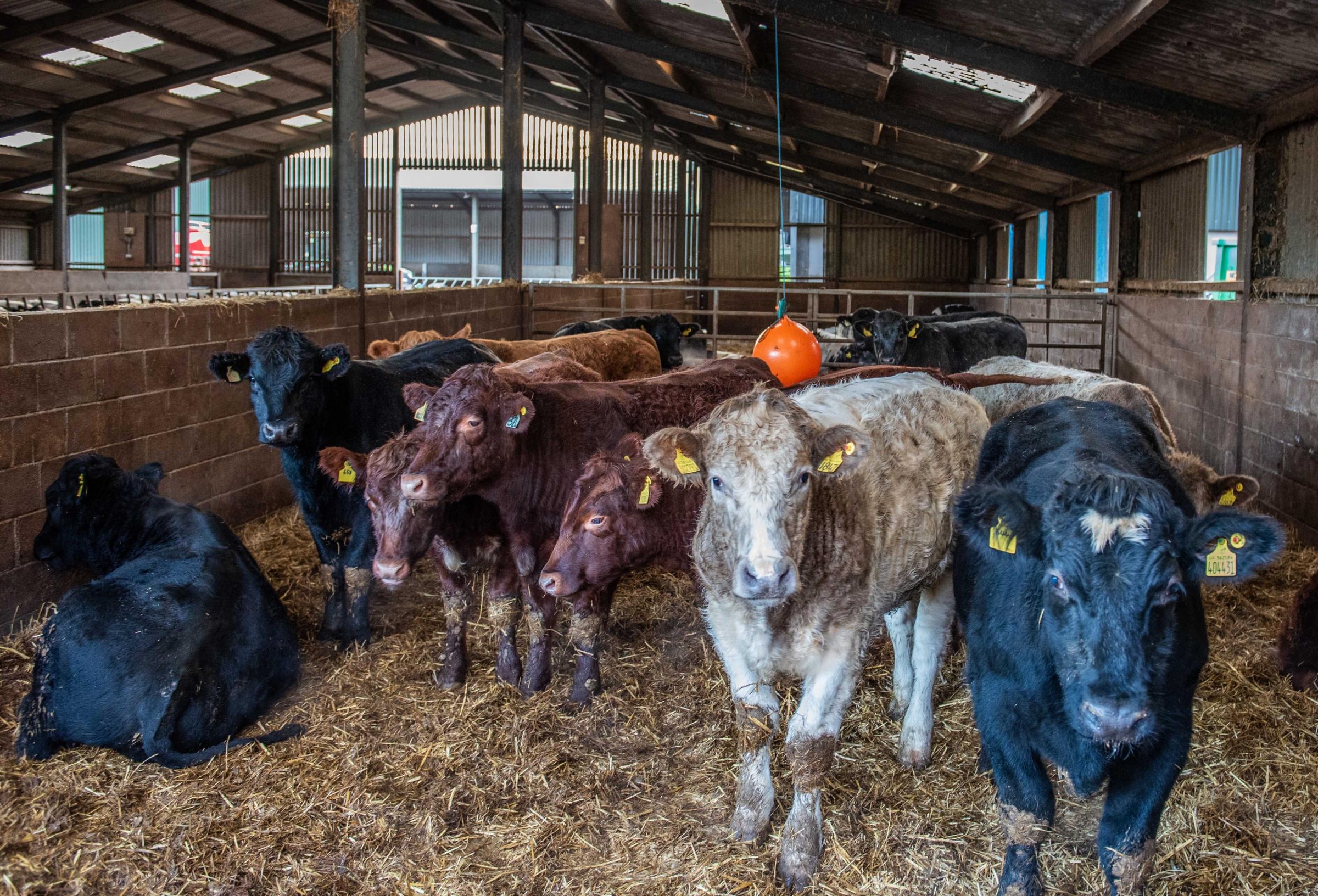 Some of the housed Shorthorn cross beef finishing cattle making use of a redundant Spacehopper to keep them occupied