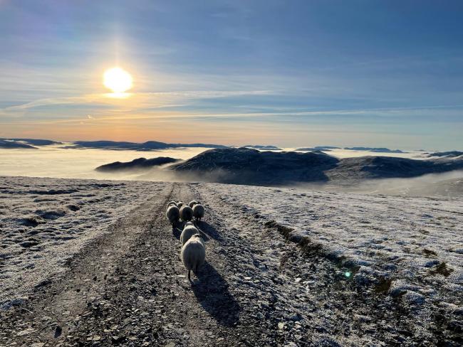 SOME rough ewes being brought off the hill on Pitmain estate, Kingussie, as a cloud inversion floats the surrounding hilltops in a sea of white (Pic: Alasdair Davidson)