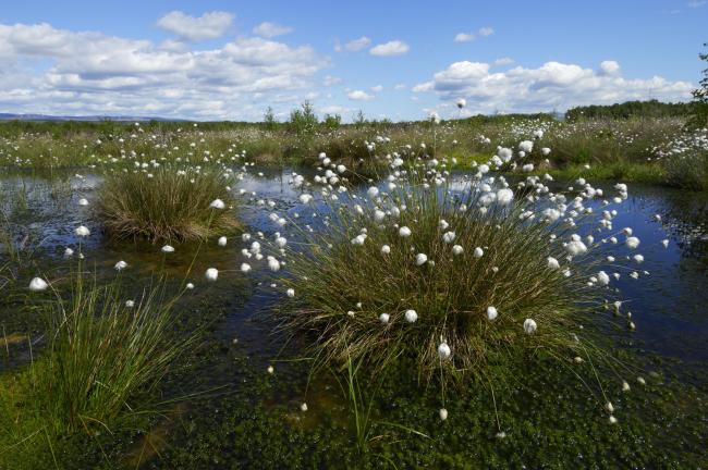 NatureScot has called for peatland restoration programmes to pick up pace ©Lorne Gill/SNH