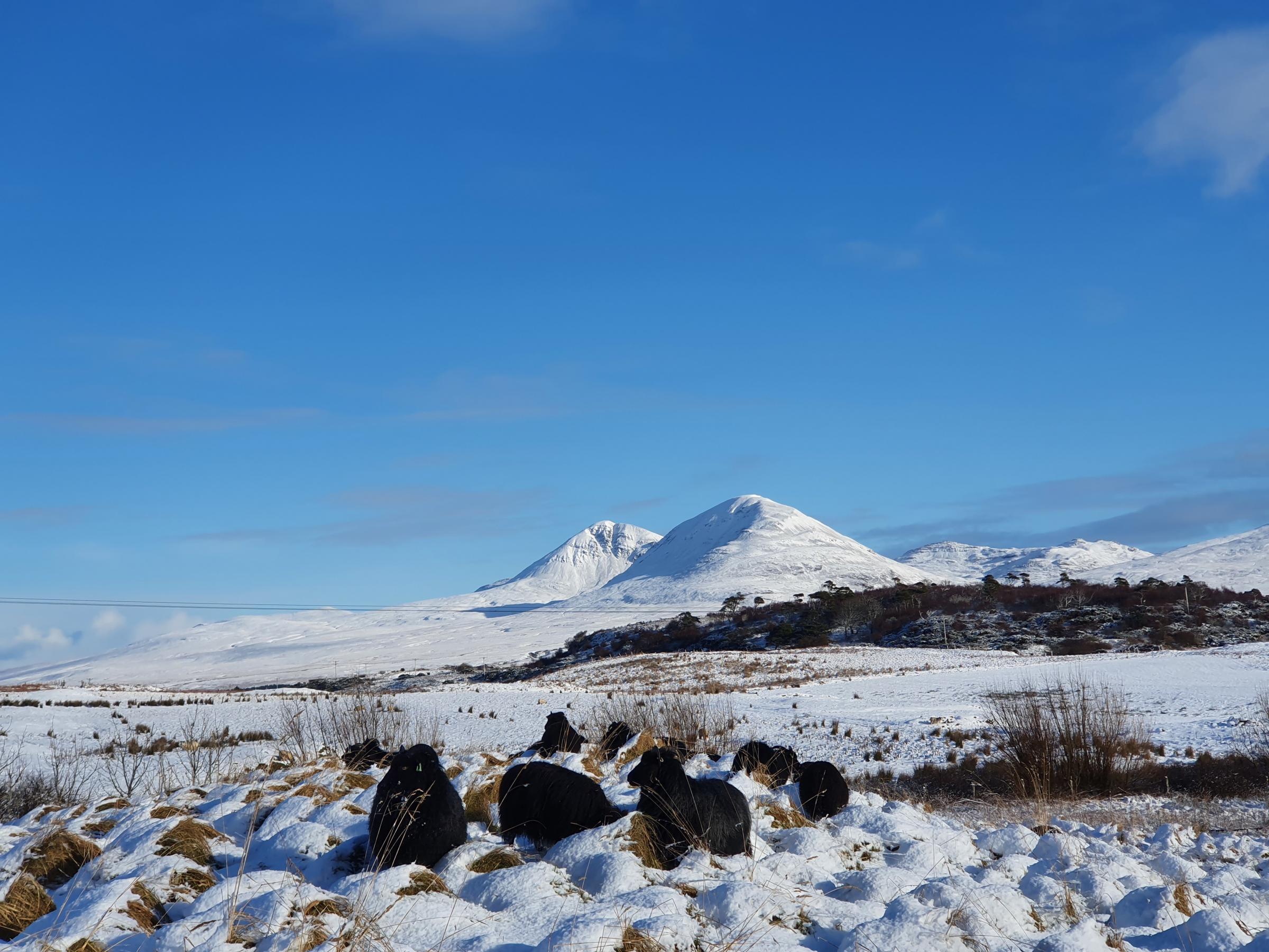 Hebridean sheep in the foreground and snow-covered paps of Jura in the background ... how much more festive can it get at Persabus?