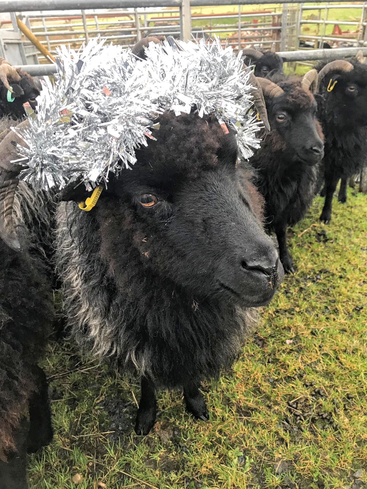 One of the Persabus Hebridean sheep managing to get into the Christmas spirit last week