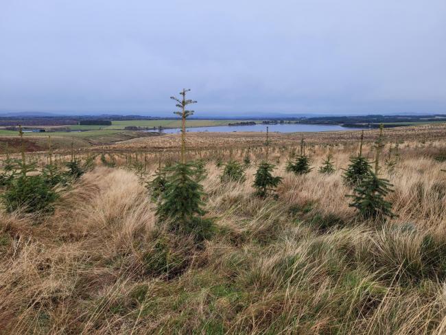 Scottish Forestry has been tasked with increasing woodland cover in Scotland and have promised to ensure farm woodlands are a part of their plan, like here at Easter Bavelaw Farm, in Balerno