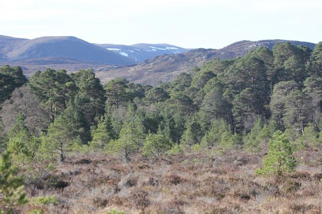 The Highlands are currently home to approximately 350,000 hectares of forestry, representing around 13.5% of the land area