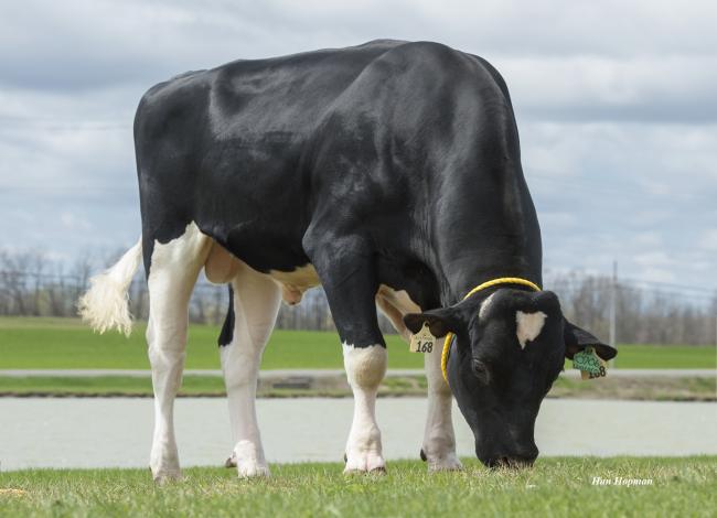 Progenis Unicorn tops the spring-calving block calvers