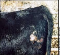 lice in cattle can become a problem